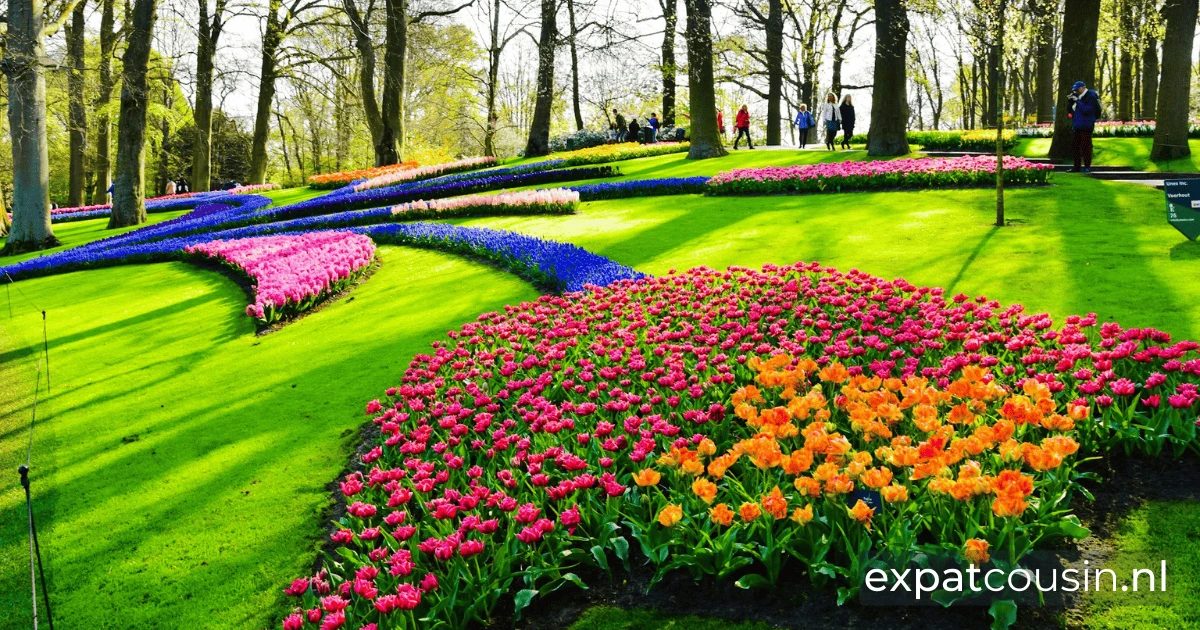 A beautiful manicured garden with beds of red, blue, pink, orange and purple tulips planted in the shape of a large tulip. The sunlight is broken up by the trees which produced long shadows on the green lawn