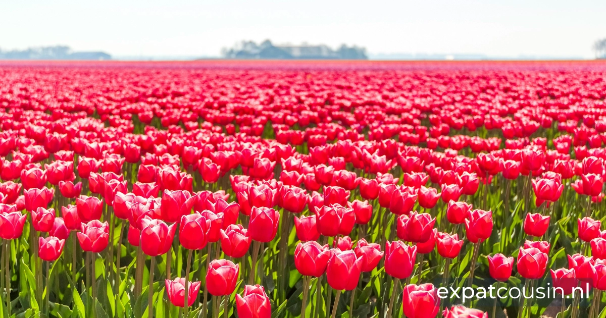 A field of thousands of Bright pink and white coloured tulips in full sun, with a treeline just visible on the horizon.